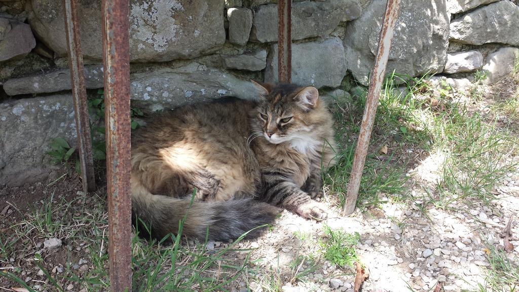 B&B Della Rosa Civitella D'Arna Bagian luar foto