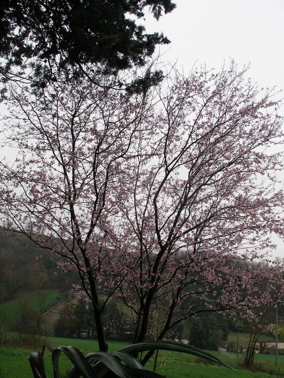 B&B Della Rosa Civitella D'Arna Bagian luar foto